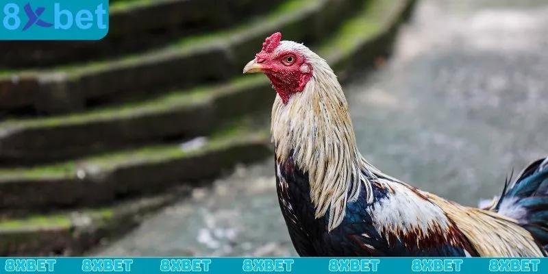 Cách đúc gà chọi nhiều trống luôn quan trọng với mọi sư kê