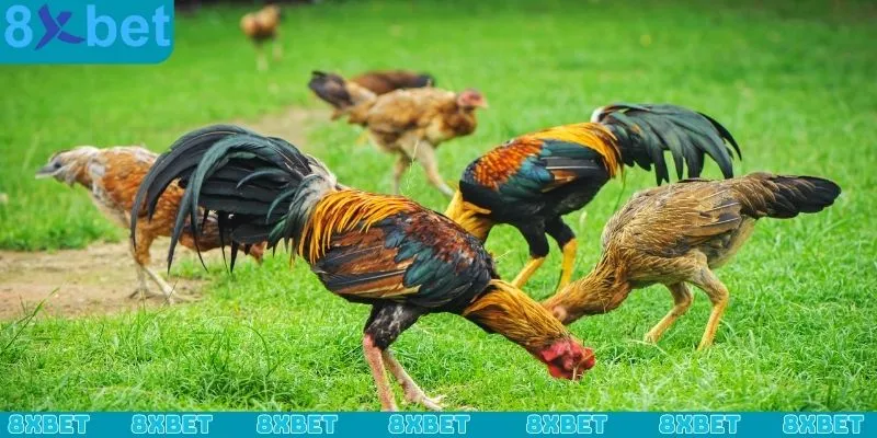 Cách đúc gà chọi nhiều trống đúng chuẩn từ sư kê lâu năm