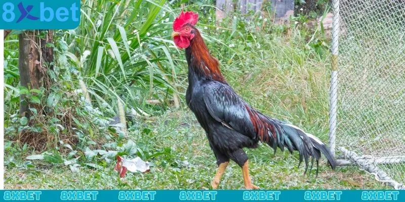 Cách nạp carbo cho gà đá luôn đóng vai trò quan trọng trong quá trình nuôi