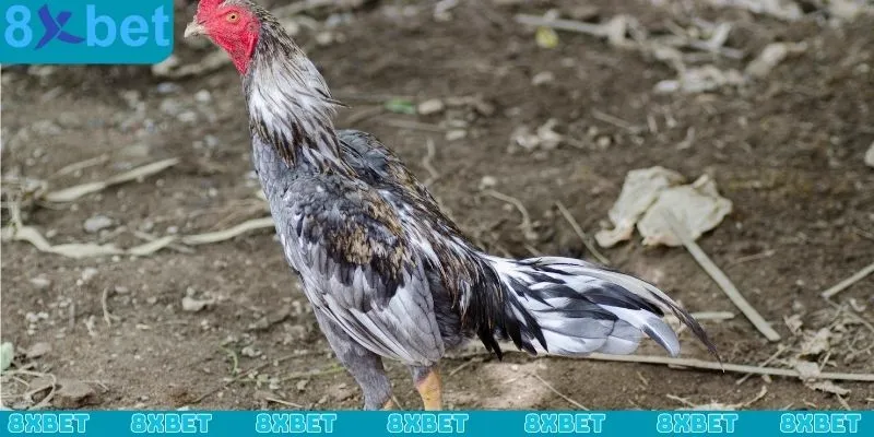 Những sai lầm trong cách nạp carbo cho gà đá dễ mắc phải