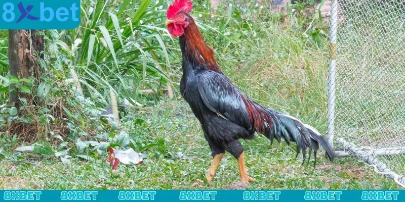 Cách nạp carbo cho gà đá và lựa chọn đúng loại, phù hợp