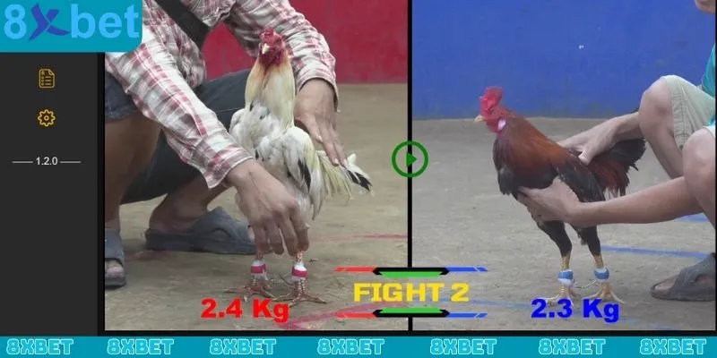 Sảnh đá gà CQ9 là sân chơi được yêu thích hàng đầu tại 8xbet