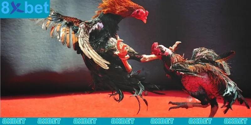 Hướng dẫn tham gia sảnh đá gà CQ9 tại nhà cái 8xbet