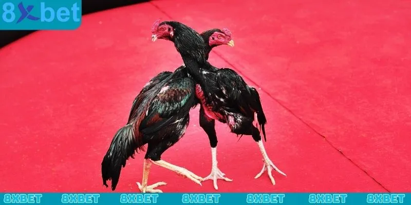 Những ưu điểm vượt trội của sảnh đá gà WS168